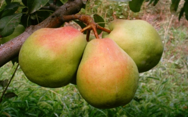 armut meyvesinin faydalari